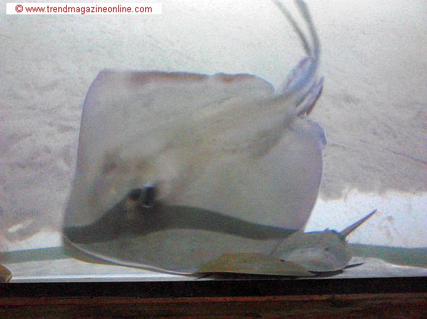 Sea Life Aquarium,Concord, NC, Review Pic